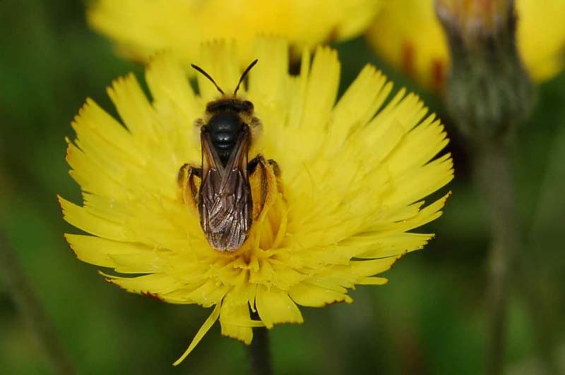 Abeille