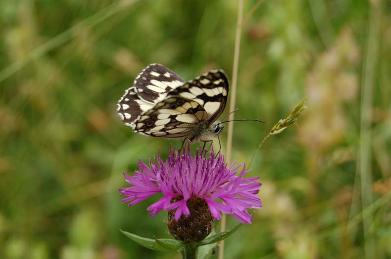 Centaure scabieuse