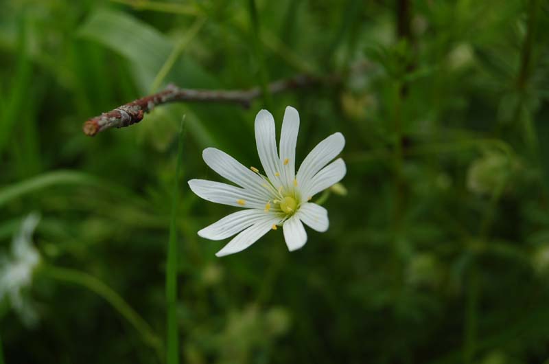 Stellaire holoste
